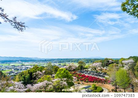 Spectacular scenic light spot, a collaboration of cherry blossom trees and azalea flowers, Nichirinji Temple (Yamaga City) Spectacular scenic light spot, a collaboration of cherry blossom trees and azalea flowers, Nichirinji Temple (Yamaga City) 109747383