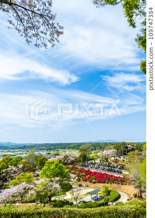 櫻花樹與杜鵑花交相輝映的絕美景觀燈景日林寺（山鹿市） 109747384