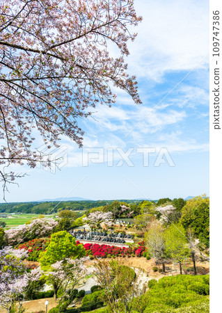 Spectacular scenic light spot, a collaboration of cherry blossom trees and azalea flowers, Nichirinji Temple (Yamaga City) 109747386