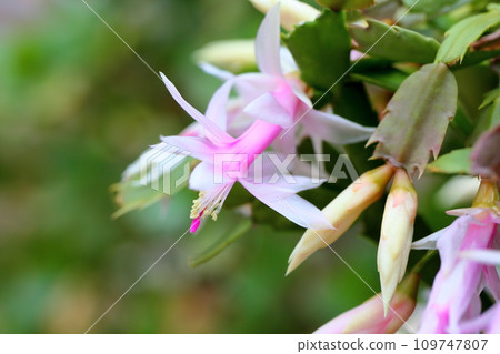 Shakoba Saboten花 Shakoba Saboten花 109747807