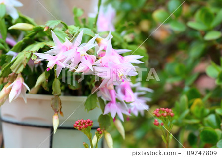 Shakoba Saboten花 109747809