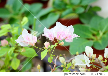 九重葛花 109747812