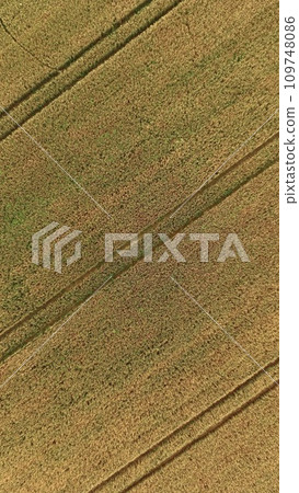 A wheat field rippling in golden color-taken from the sky with a drone (Monbetsu, Hokkaido) 109748086