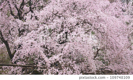 一枝櫻花-六國垂櫻 109748109