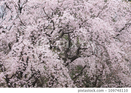 一枝櫻花-六國垂櫻 109748110