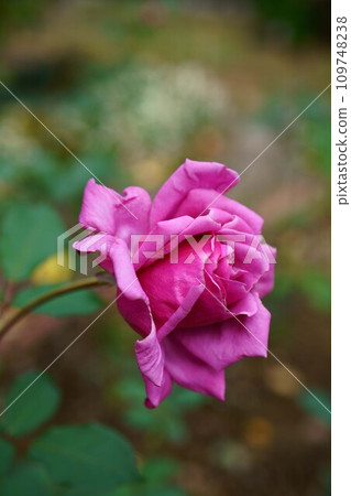 5662 Rose Shiun 109748238