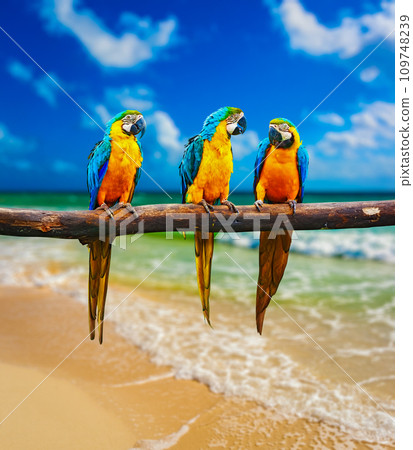 Blue-and-Yellow Macaw parrots on beach Blue-and-Yellow Macaw parrots on beach 109748239