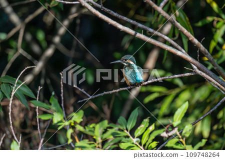 翠鳥棲息在樹枝上 翠鳥棲息在樹枝上 109748264