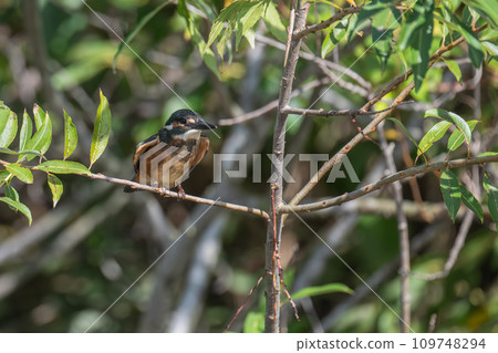 Kingfisher perching on a branch 109748294