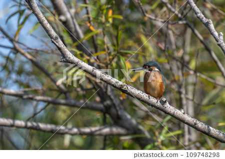 Kingfisher perching on a branch 109748298