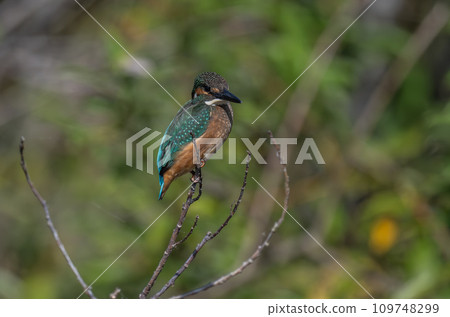 Kingfishes that stop on branches 109748299