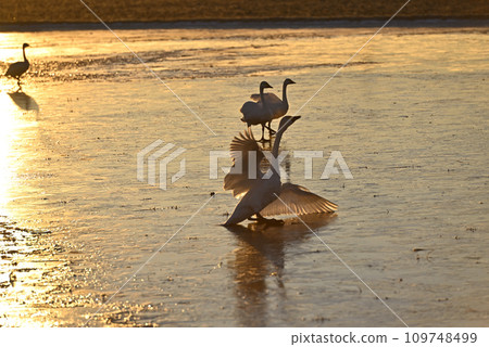 Flight of swans, Utsunomiya, Tochigi Prefecture Flight of swans, Utsunomiya, Tochigi Prefecture 109748499