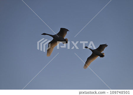Flight of swans, Utsunomiya, Tochigi Prefecture 109748501