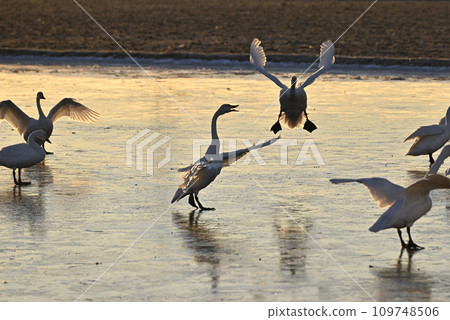 Flight of swans, Utsunomiya, Tochigi Prefecture Flight of swans, Utsunomiya, Tochigi Prefecture 109748506