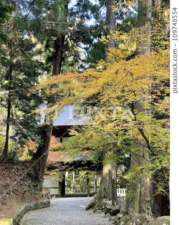 Daiyuzan Saijoji Temple, Minamiashigara City, Kanagawa Prefecture, Autumn, colored leaves 109748554