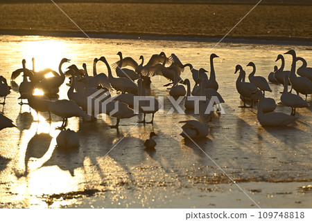 天鵝飛翔,栃木縣宇都宮市 天鵝飛翔,栃木縣宇都宮市 109748818