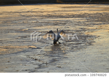 天鵝飛翔,栃木縣宇都宮市 天鵝飛翔,栃木縣宇都宮市 109748820