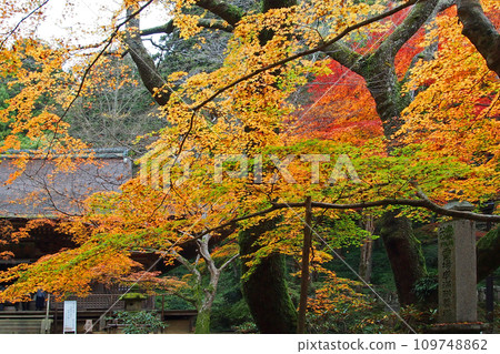 室生寺被秋葉包裹著 室生寺被秋葉包裹著 109748862