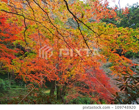 室生寺被秋葉包裹著 109748920