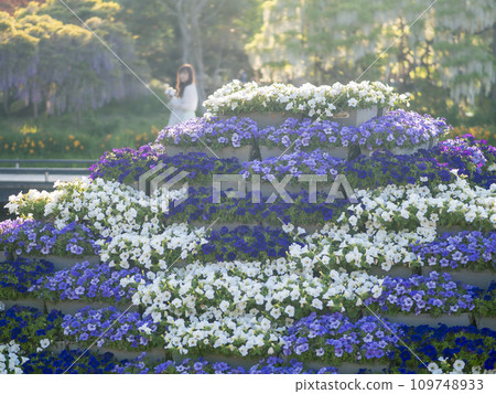 Dusk at Ashikaga Flower Park in early summer 109748933
