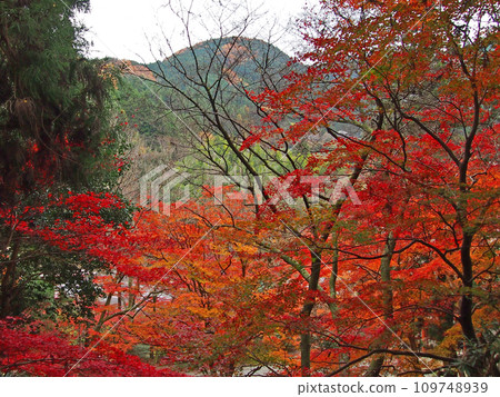Muroji Temple wrapped in autumn leaves 109748939