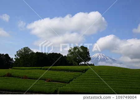 Beautiful snow-capped Mt. Fuji in a beautiful tea plantation 109749004