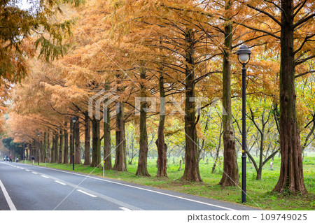 [Metasequoia avenue] Metasequoia avenue starting to change color 109749025