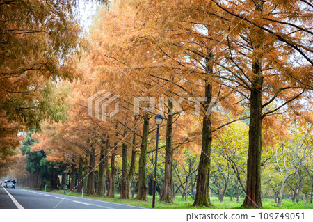 [Metasequoia avenue] Metasequoia avenue starting to change color 109749051