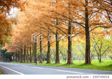 [Metasequoia avenue] Metasequoia avenue starting to change color 109749058