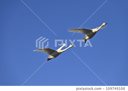 Flight of swans, Utsunomiya, Tochigi Prefecture Flight of swans, Utsunomiya, Tochigi Prefecture 109749108