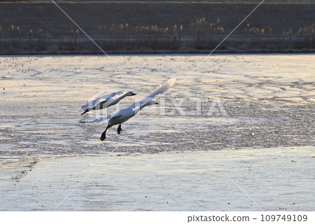 Flight of swans, Utsunomiya, Tochigi Prefecture Flight of swans, Utsunomiya, Tochigi Prefecture 109749109