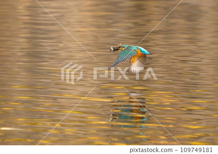 A kingfisher flies with its prey in its mouth as the yellow leaves of Metasequoia reflect on the surface of the water. A kingfisher flies with its prey in its mouth as the yellow leaves of Metasequoia reflect on the surface of the water. 109749181