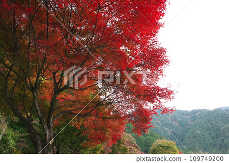湯森公園的紅葉（岐阜縣中津川市） 109749200