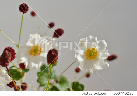 山艾樹的紅棕色花和車前子的白花 109749253