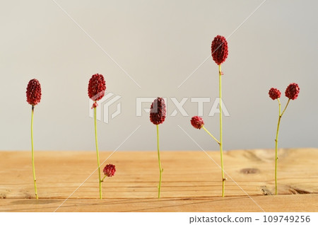 Reddish-brown flowers Reddish-brown flowers 109749256