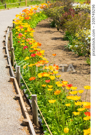 Spring poppies at Ashikaga Flower Park Spring poppies at Ashikaga Flower Park 109749296