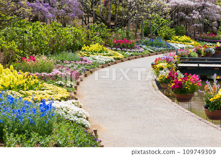 Spring at Ashikaga Flower Park - A wide variety of flowers Spring at Ashikaga Flower Park - A wide variety of flowers 109749309