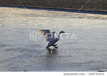 Flight of swans, Utsunomiya, Tochigi Prefecture 109749341