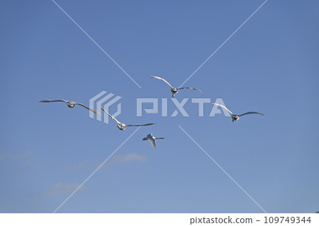 Flight of swans, Utsunomiya, Tochigi Prefecture Flight of swans, Utsunomiya, Tochigi Prefecture 109749344