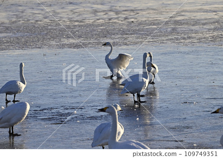 Flight of swans, Utsunomiya, Tochigi Prefecture Flight of swans, Utsunomiya, Tochigi Prefecture 109749351