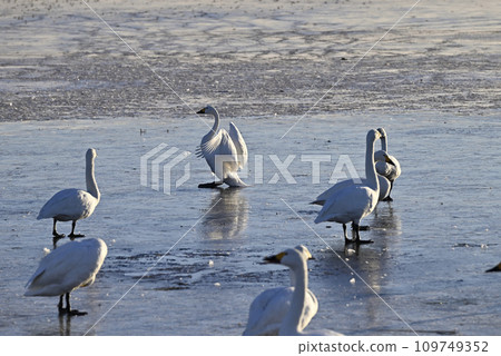 Flight of swans, Utsunomiya, Tochigi Prefecture Flight of swans, Utsunomiya, Tochigi Prefecture 109749352
