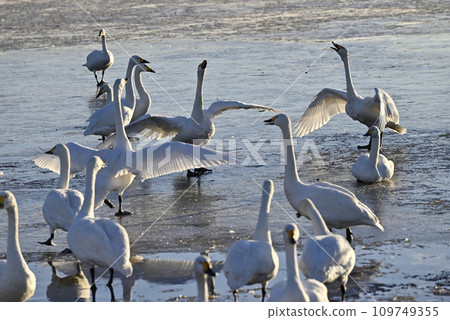 Flight of swans, Utsunomiya, Tochigi Prefecture 109749355