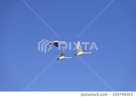 Flight of swans, Utsunomiya, Tochigi Prefecture Flight of swans, Utsunomiya, Tochigi Prefecture 109749363