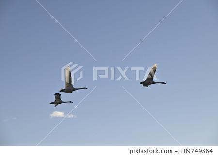 Flight of swans, Utsunomiya, Tochigi Prefecture Flight of swans, Utsunomiya, Tochigi Prefecture 109749364