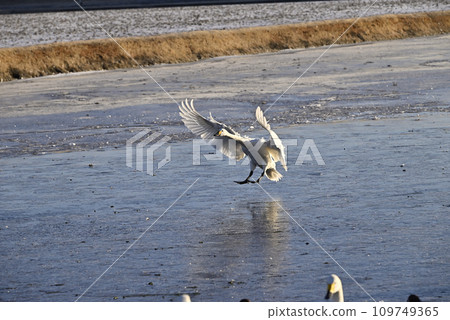Flight of swans, Utsunomiya, Tochigi Prefecture Flight of swans, Utsunomiya, Tochigi Prefecture 109749365