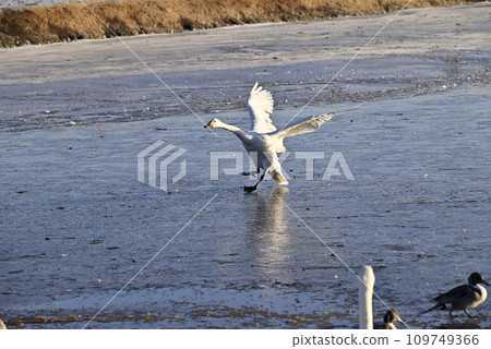 Flight of swans, Utsunomiya, Tochigi Prefecture Flight of swans, Utsunomiya, Tochigi Prefecture 109749366
