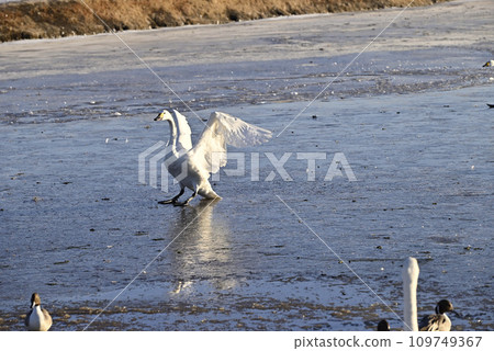 天鵝飛翔，栃木縣宇都宮市 109749367