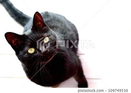 Photo of black cat looking at camera 109749538