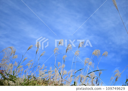 Susuki breathing in the blue sky 109749629