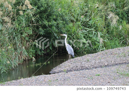 Standing figure of a dignified gray heron-a 109749743
